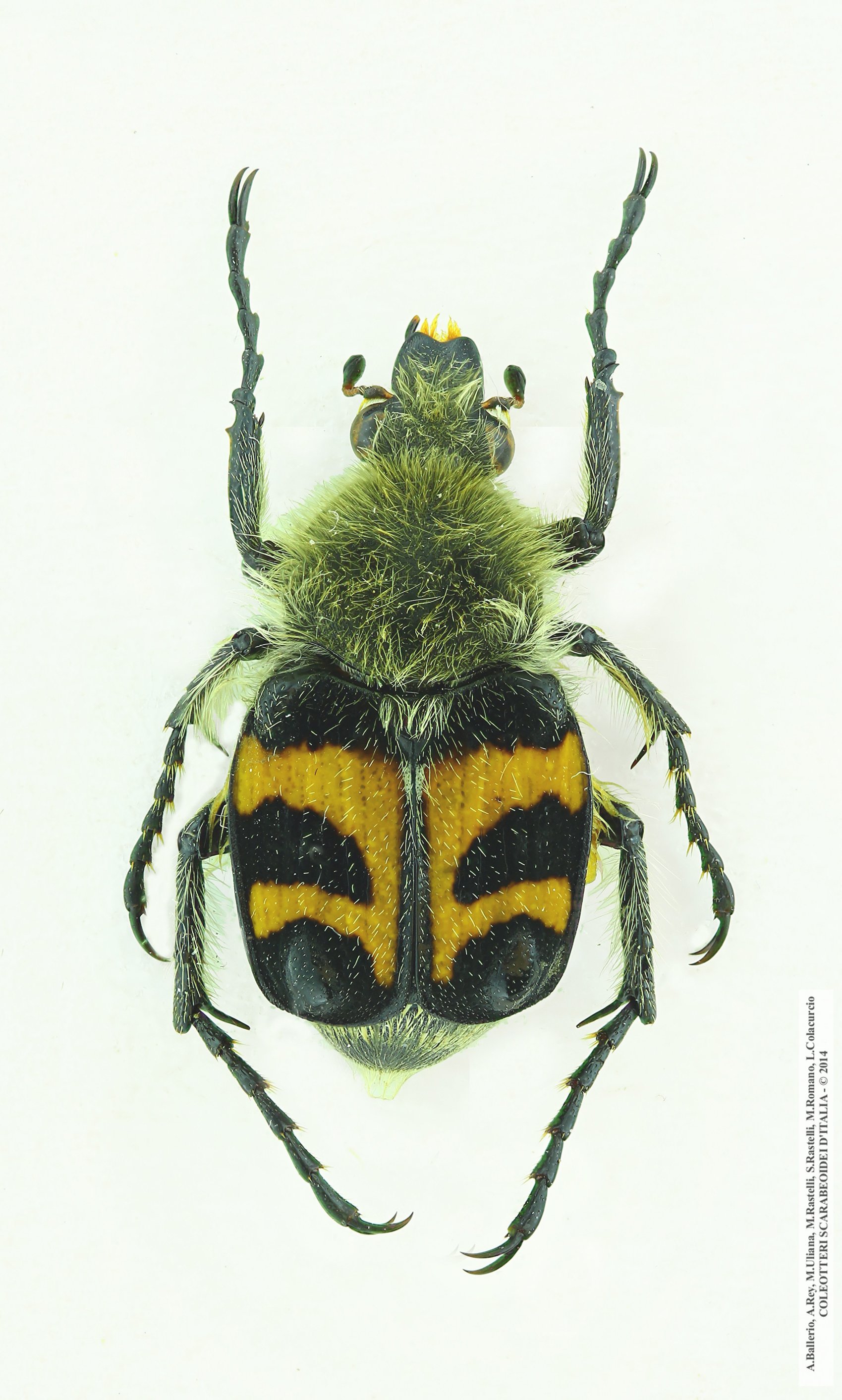 Trichius fasciatus, maschio